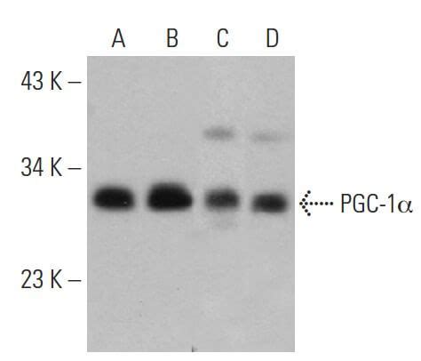 pgc1a antibody.